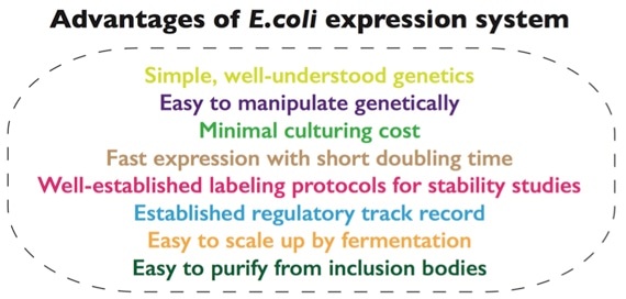 Advantages of E.coli expression system