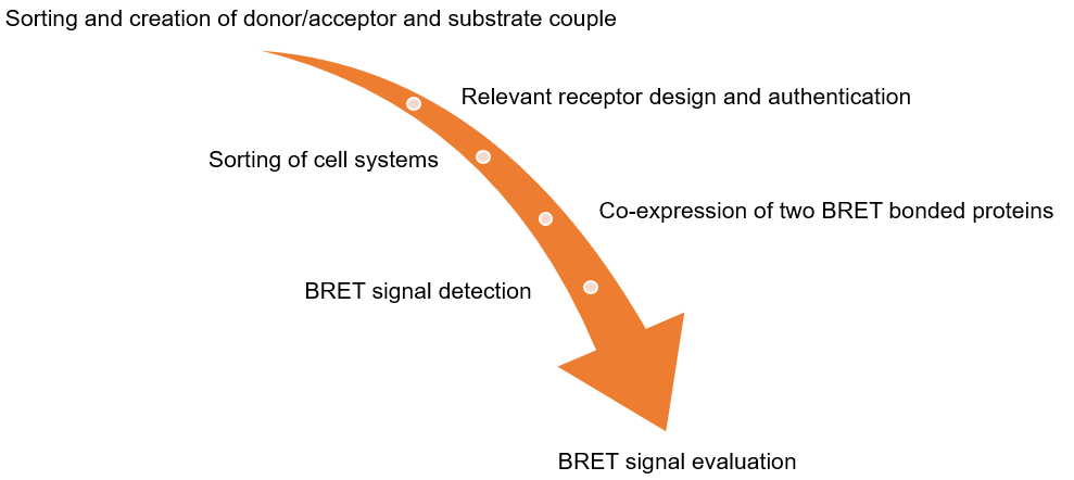 Figure 2. BRET experimental process