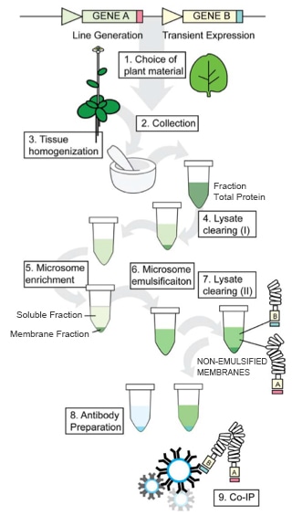 Illustration of co-IP of Arabidopsis thaliana membrane proteins [4]