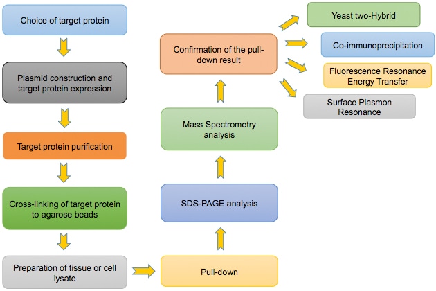 Flowchart of the pull down assay