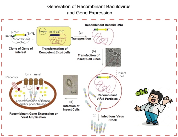 Generation of Recombinant Baculovirus and Gene Expression