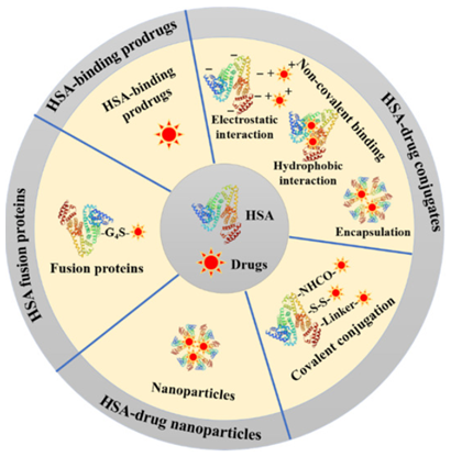 Overview of various HSA-based cancer therapeutics 