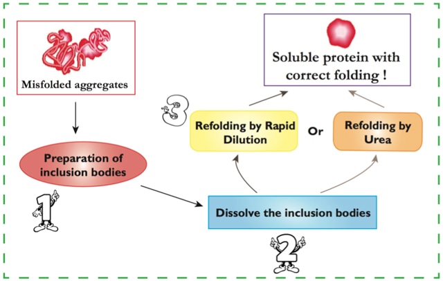 Inclusion body purification & protein refolding