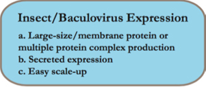 Insect/Baculovires Expression