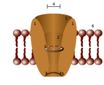 Schematic diagram of an ion channel