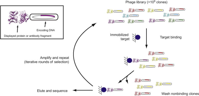 Phage display selection workflow