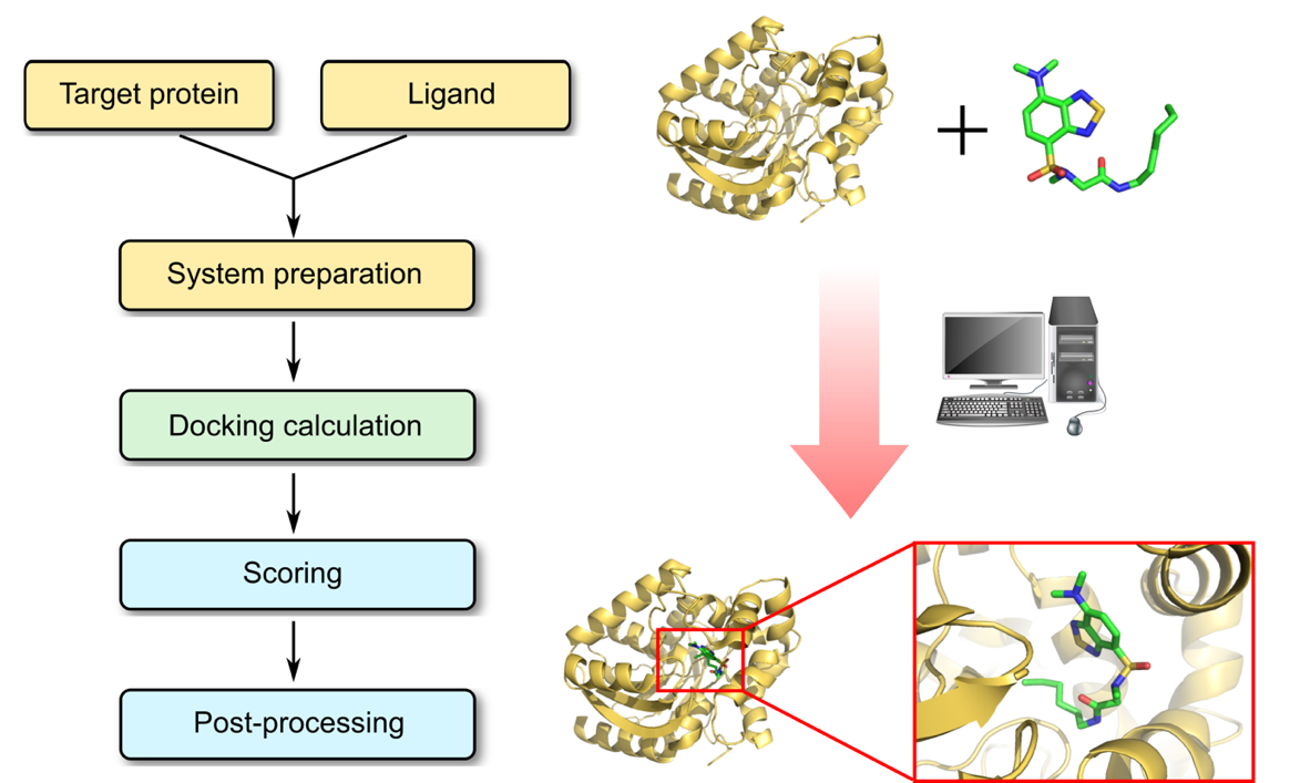 Protein-ligand docking  process