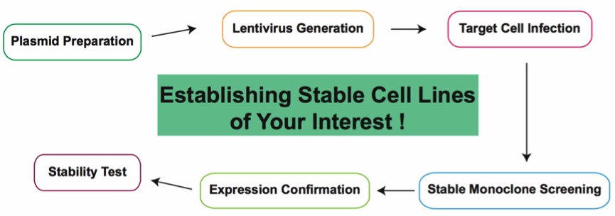 Stable Cell Line Construction for Protein Expression