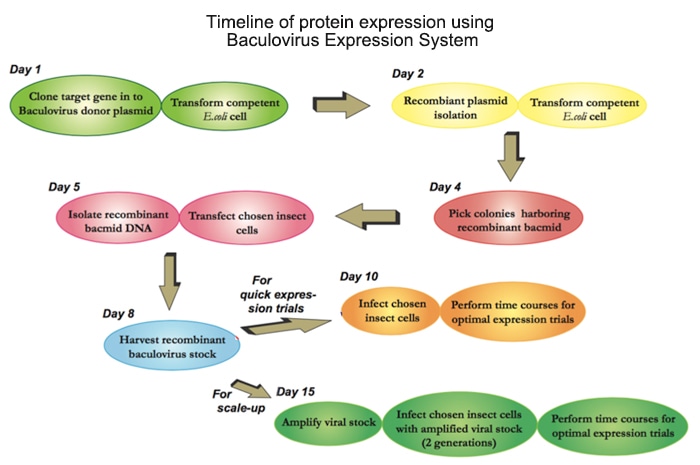 Timeline of pretein expression using Baculovirus Expression System
