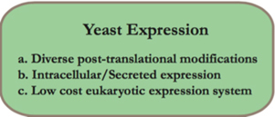 Yeast Expression