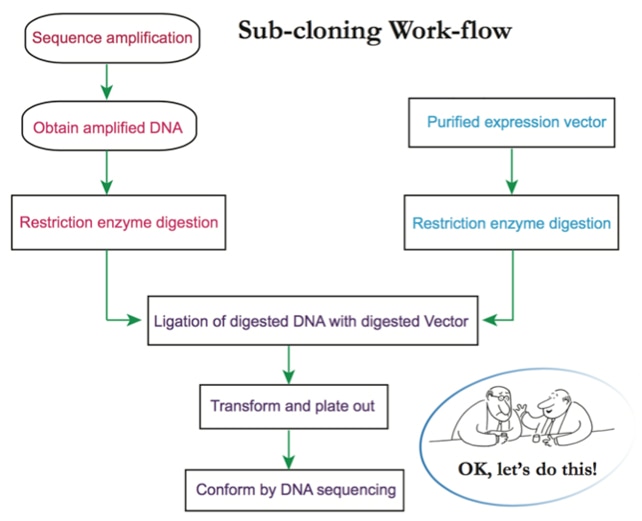 Sub-cloning Word-flow