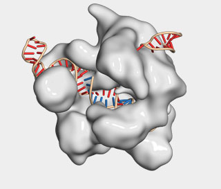 Nucleic Acid-Protein Interactions