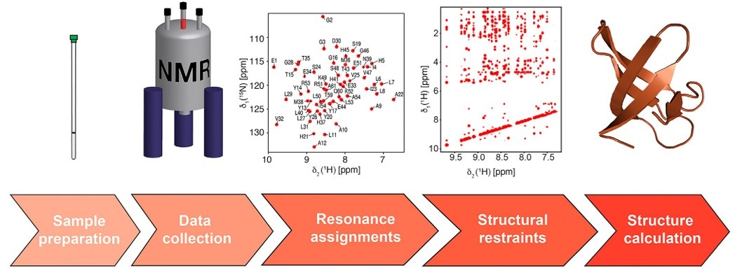 Nuclear magnetic resonance spectroscopy for protein research