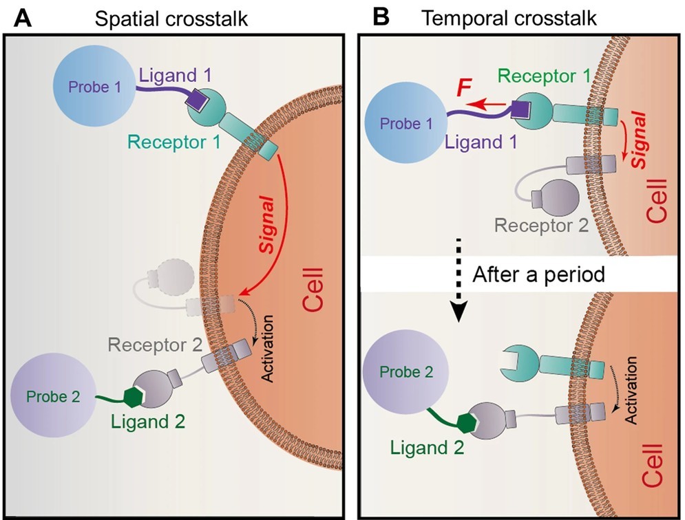 Schematic of dual-BFP showing Probe I mechanical stimulation and Probe II molecular response monitoring