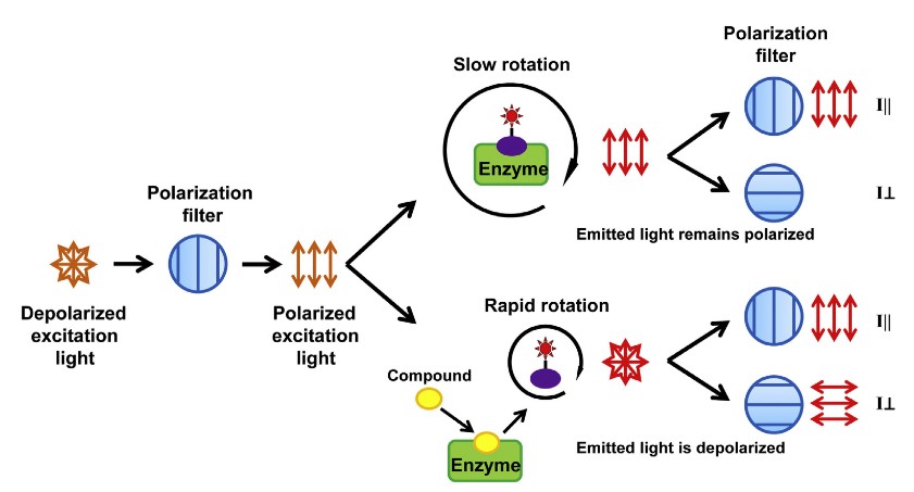 Principle of fluorescence polarization assay showing free and bound tracer states