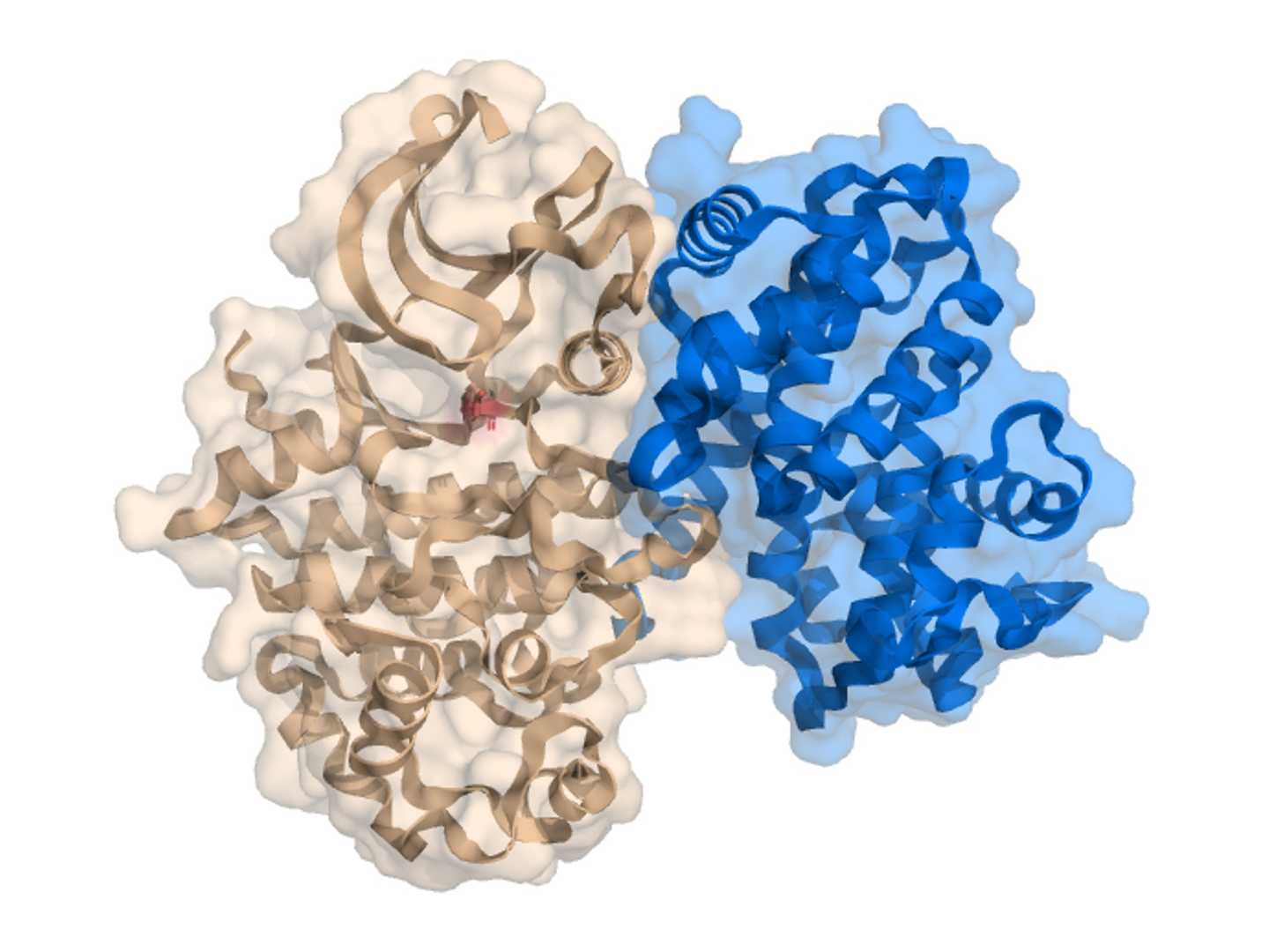 Protein-Protein Interaction