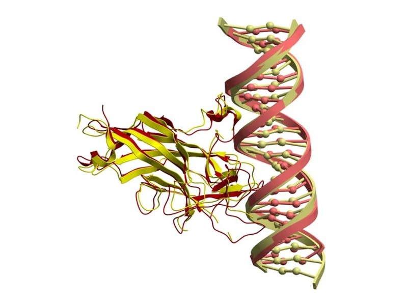DNA-Protein Interactions