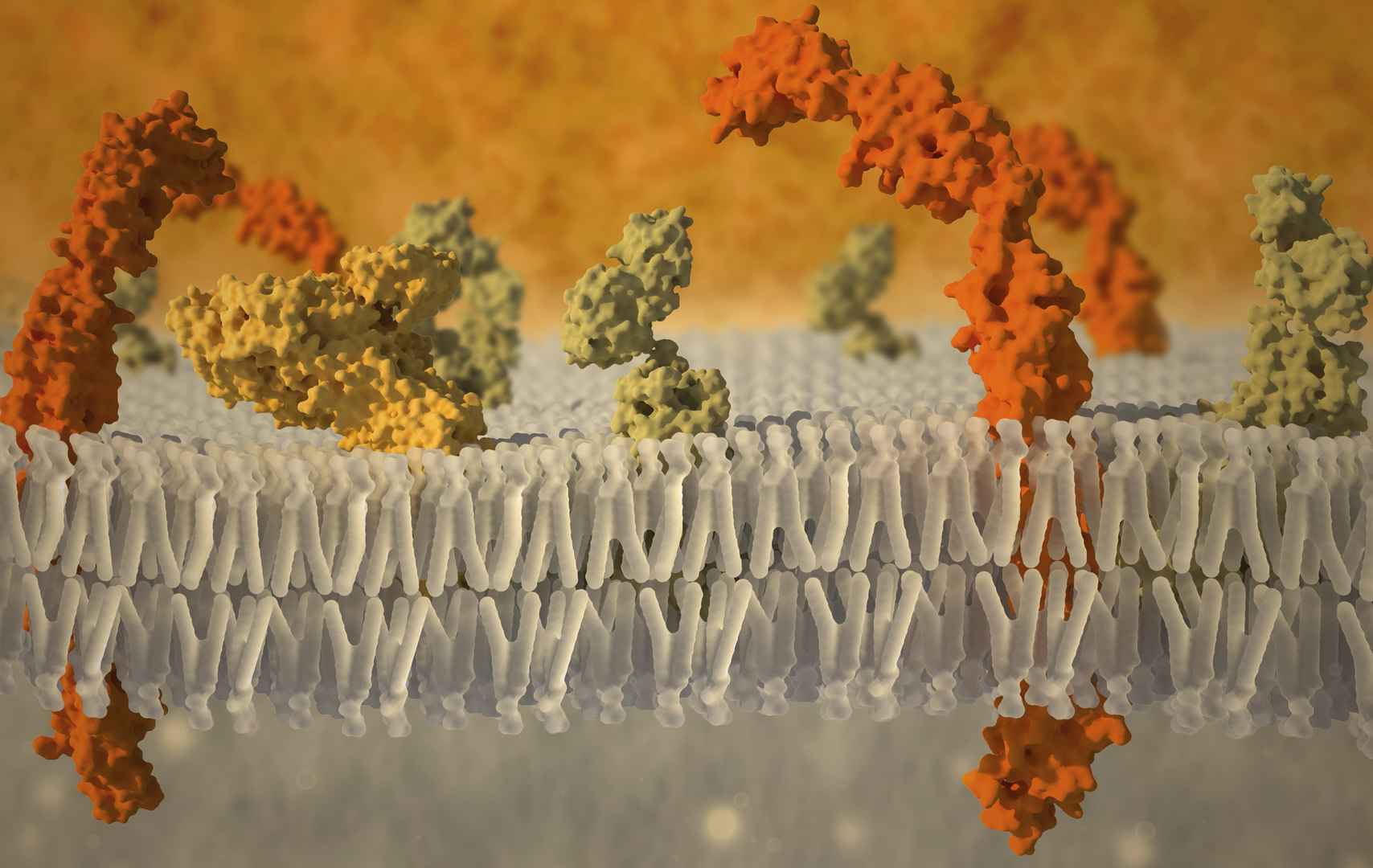 Cell membrane and membrane proteins