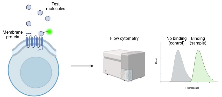 Flow cytometry analysis of membrane protein binding on live cells showing fluorescence intensity distribution