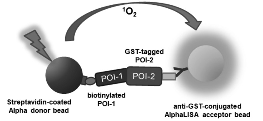 ALPHA assay principle showing donor and acceptor beads in proximity generating luminescent signal