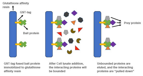 Schematic of GST pull-down assay workflow