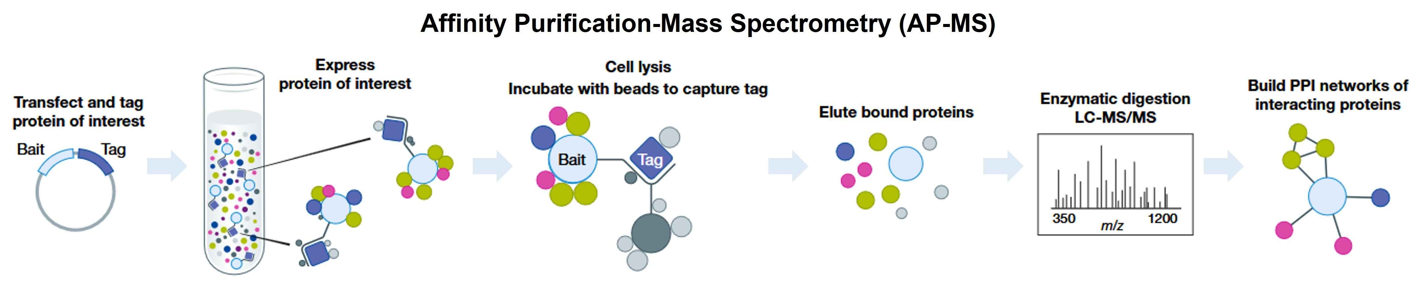 AP-MS workflow showing affinity capture through mass spectrometry identification