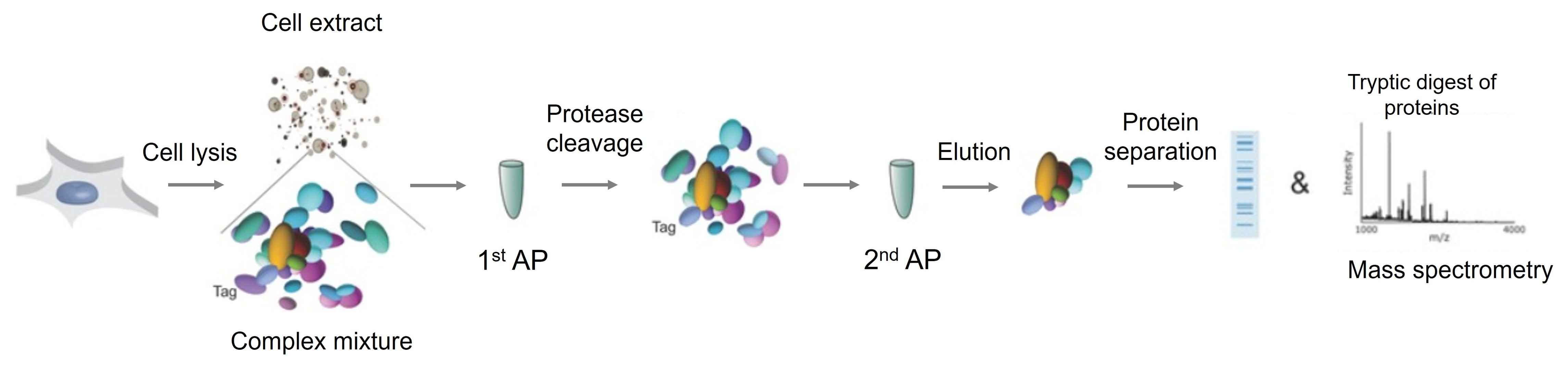 TAP-MS workflow showing two-step affinity purification and mass spectrometry