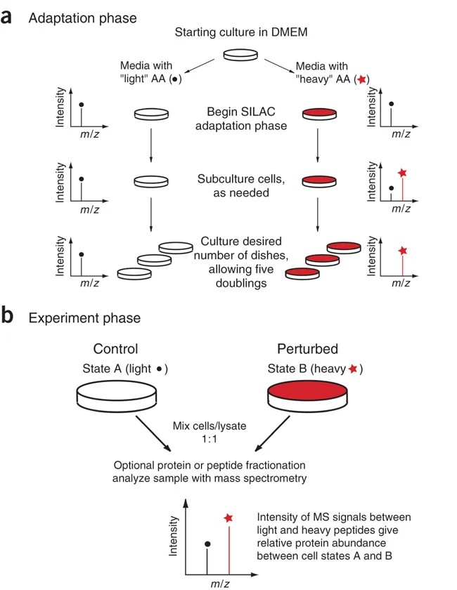 SILAC-IP-MS principle showing heavy and light isotope labeling and quantitative MS