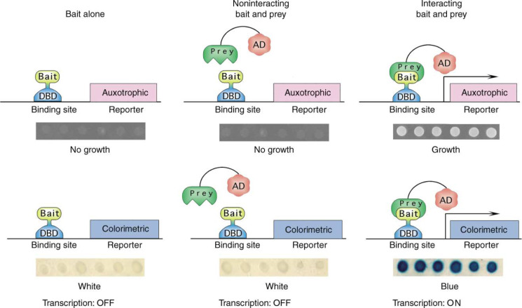 Yeast two-hybrid principle showing DBD and AD fusion proteins reconstituting a functional transcription factor