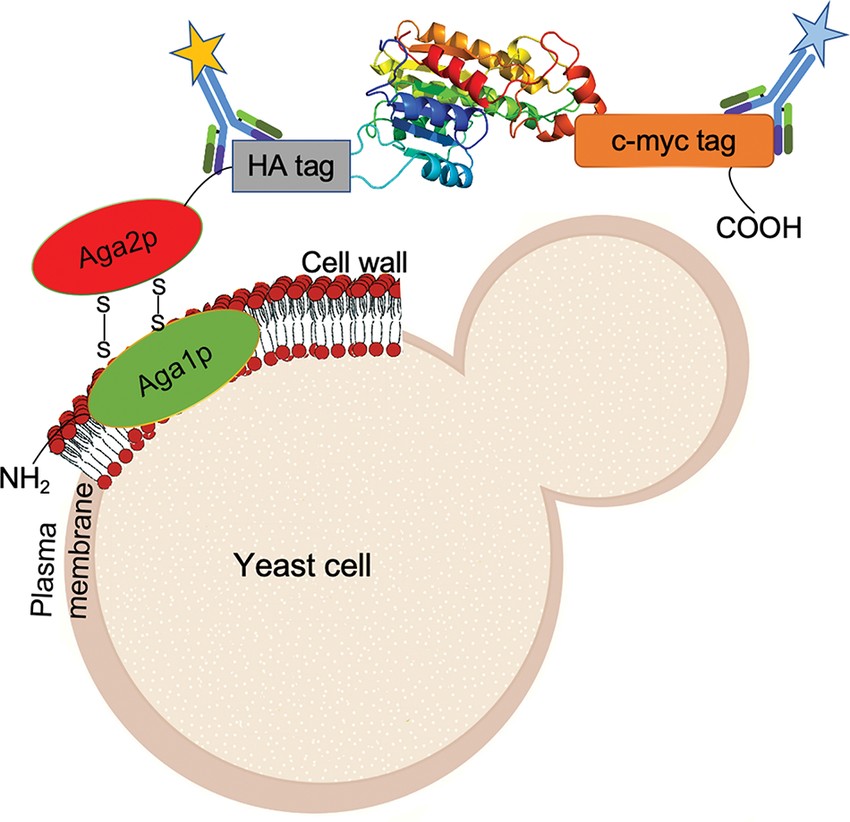 Yeast surface display schematic showing Aga2p fusion protein displayed on yeast cell surface