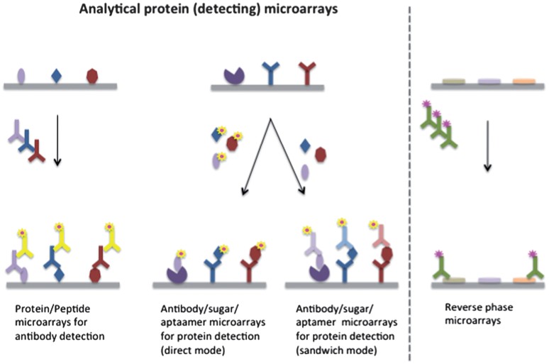 Protein microarray chip showing spotted protein arrays with fluorescent detection