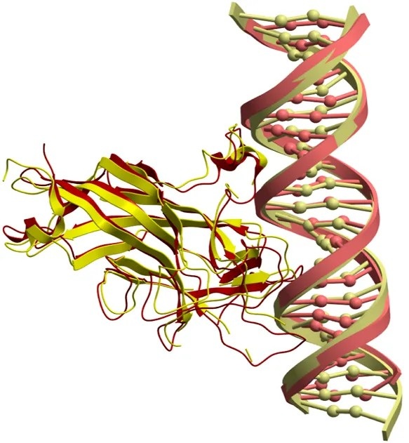 DNA-protein interaction, Rodríguez-Lumbreras et al., 2022