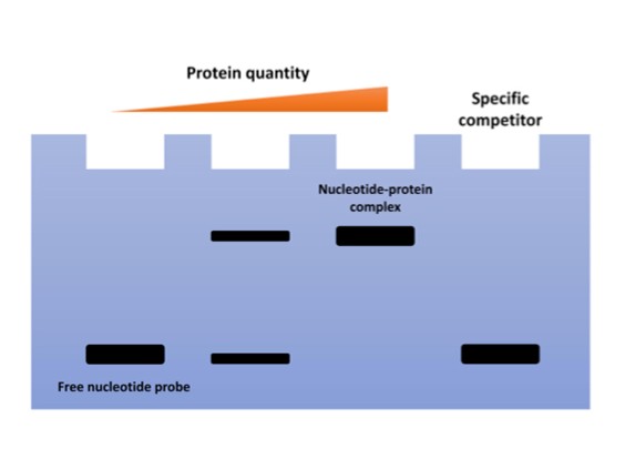 Electrophoretic Mobility Shift Assay