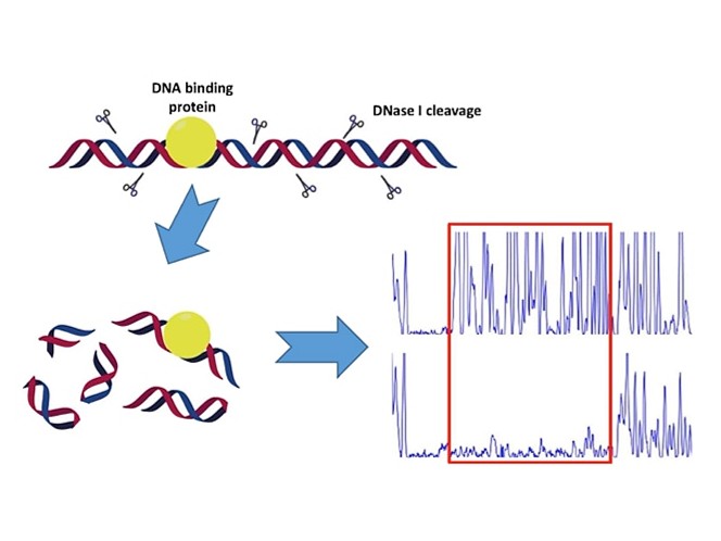 DNase I Footprinting Assay
