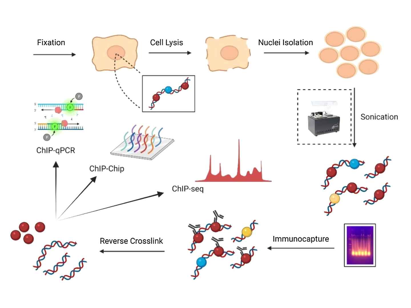 Chromatin Immunoprecipitation