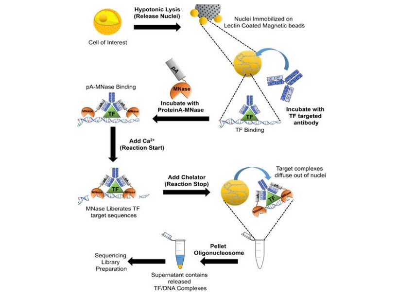CUT and RUN sequencing