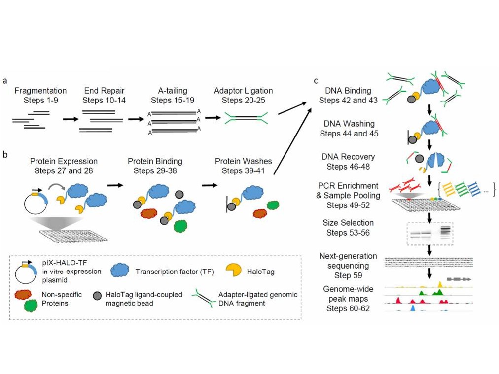 DAP-seq service