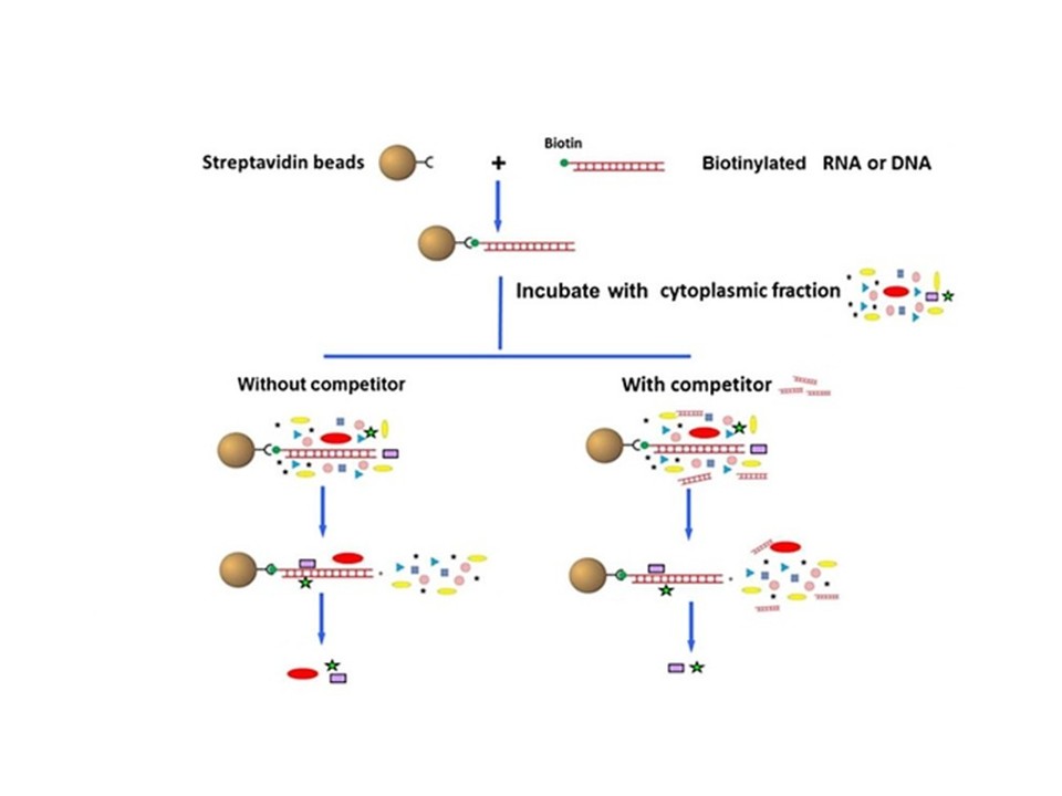 DNA RNA pull down