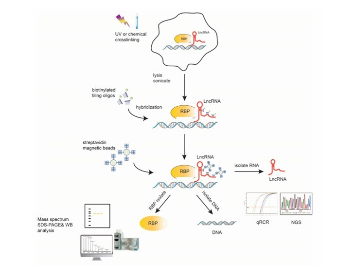 ChIRP-Seq service