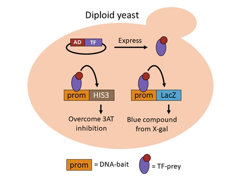 Yeast one-hybrid screening