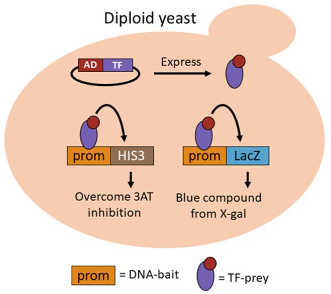 Enhanced yeast one-hybrid assays to study protein–DNA interactions