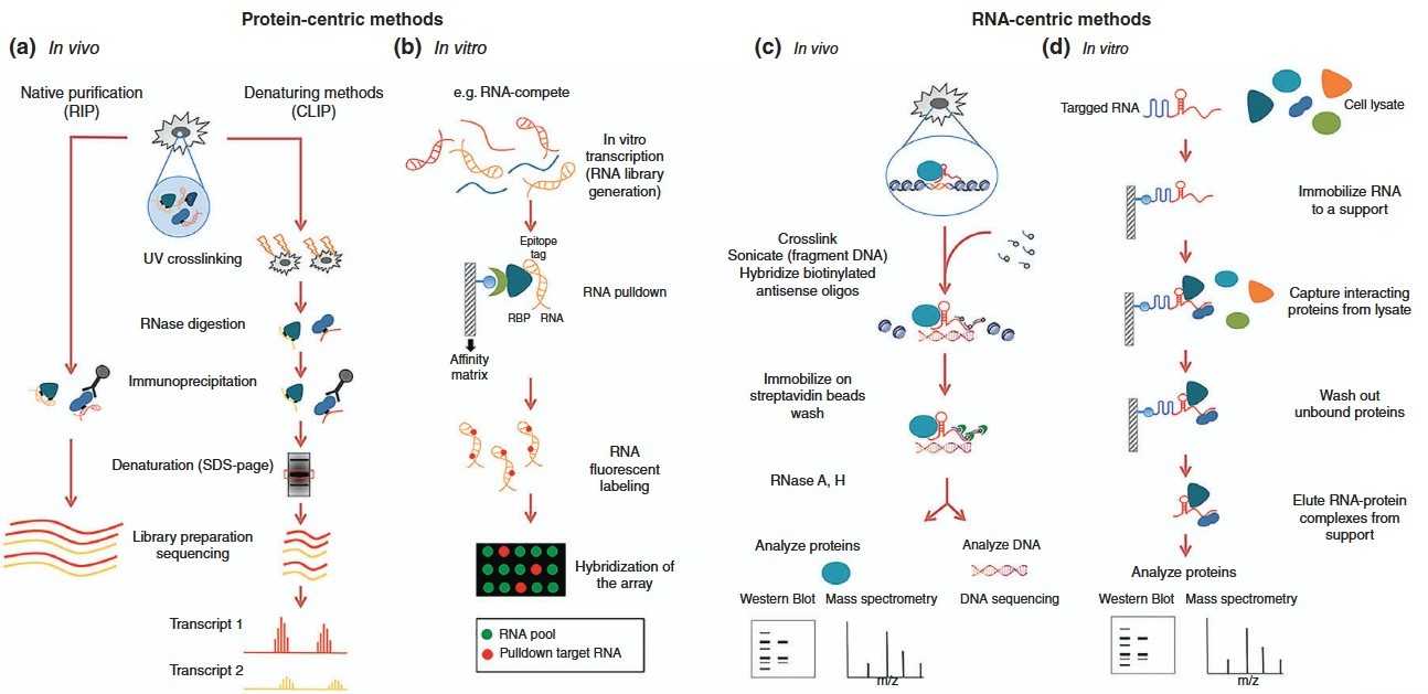 RNA-centric and protein-centric approaches to studying RNA-protein interactions