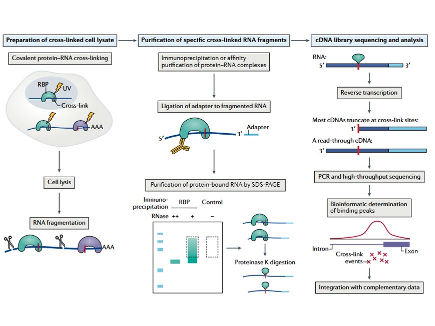CLIP-Seq service
