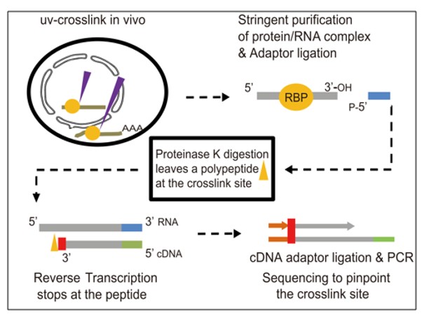 eCLIP-seq service