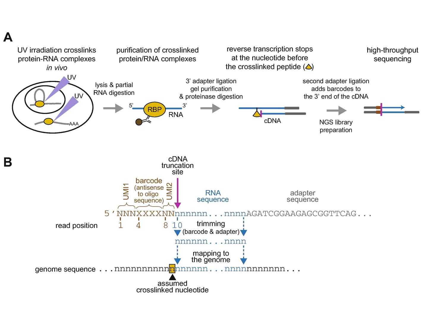 iCLIP-seq service