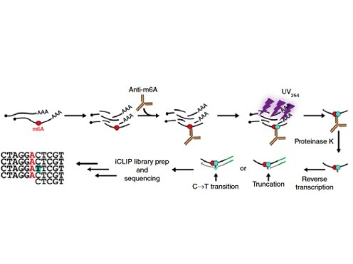 miCLIP-seq service