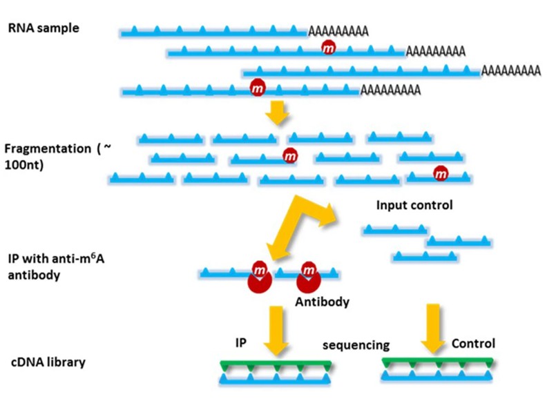 MeRIP-Seq service