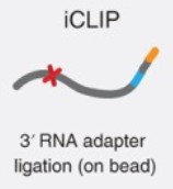 iCLIP-seq for single-nucleotide resolution RNA-protein interaction mapping