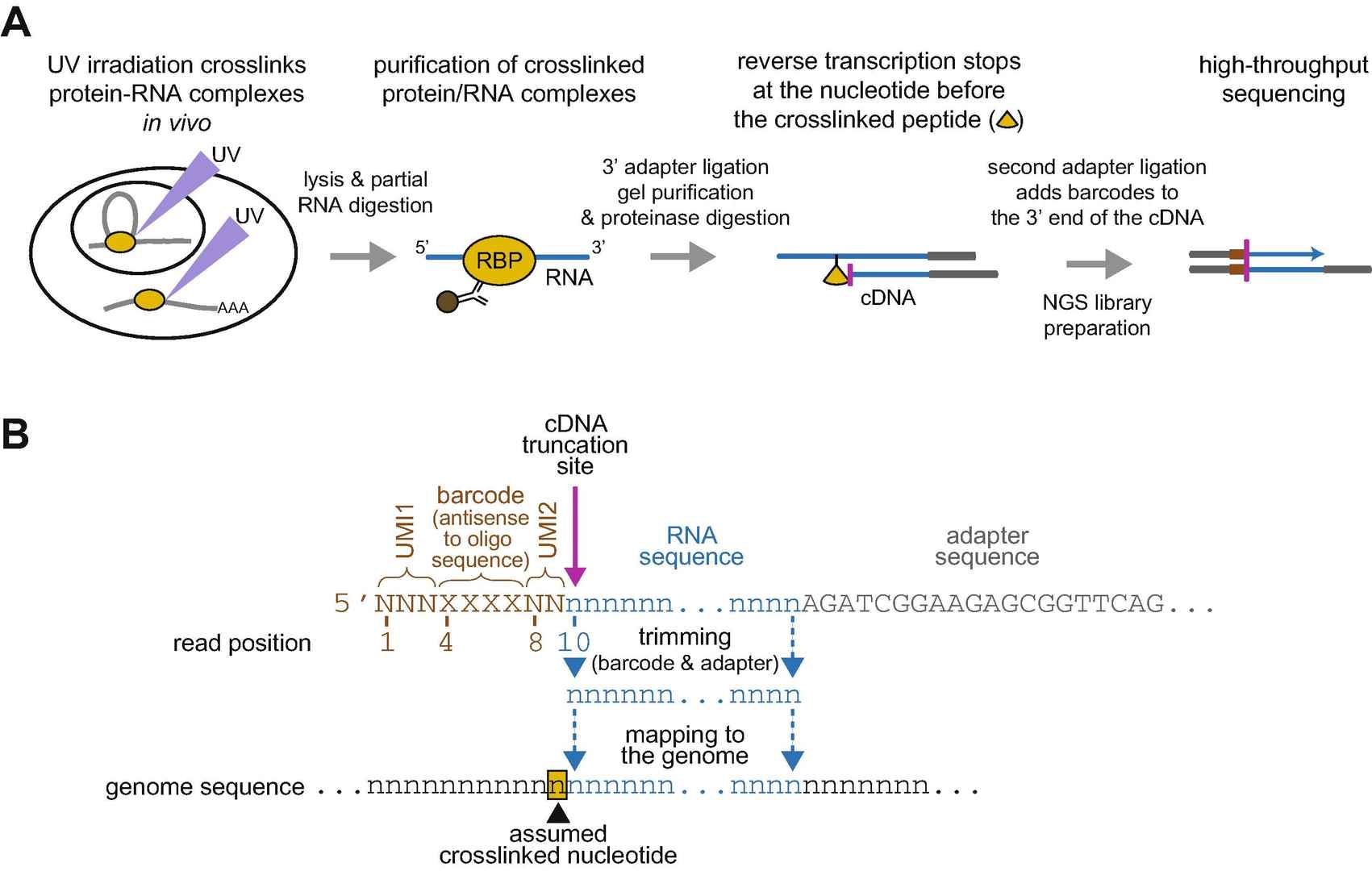 iCLIP-seq experimental workflow showing UV crosslinking to sequencing