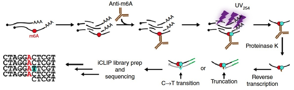 miCLIP-seq principle showing m6A-specific antibody crosslinking and C-to-T mutation signature